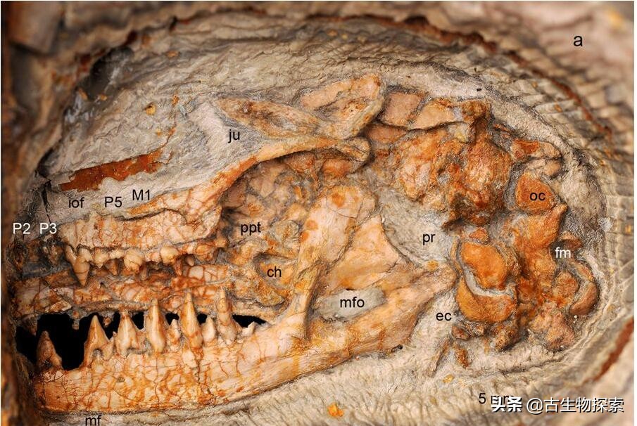 2020中国古生物学十大进展新闻,中国十大史前生物进化