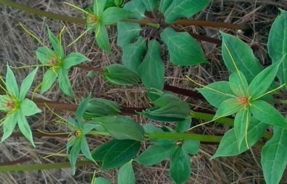竹林里的野草如何清除,最近竹林发现的野草