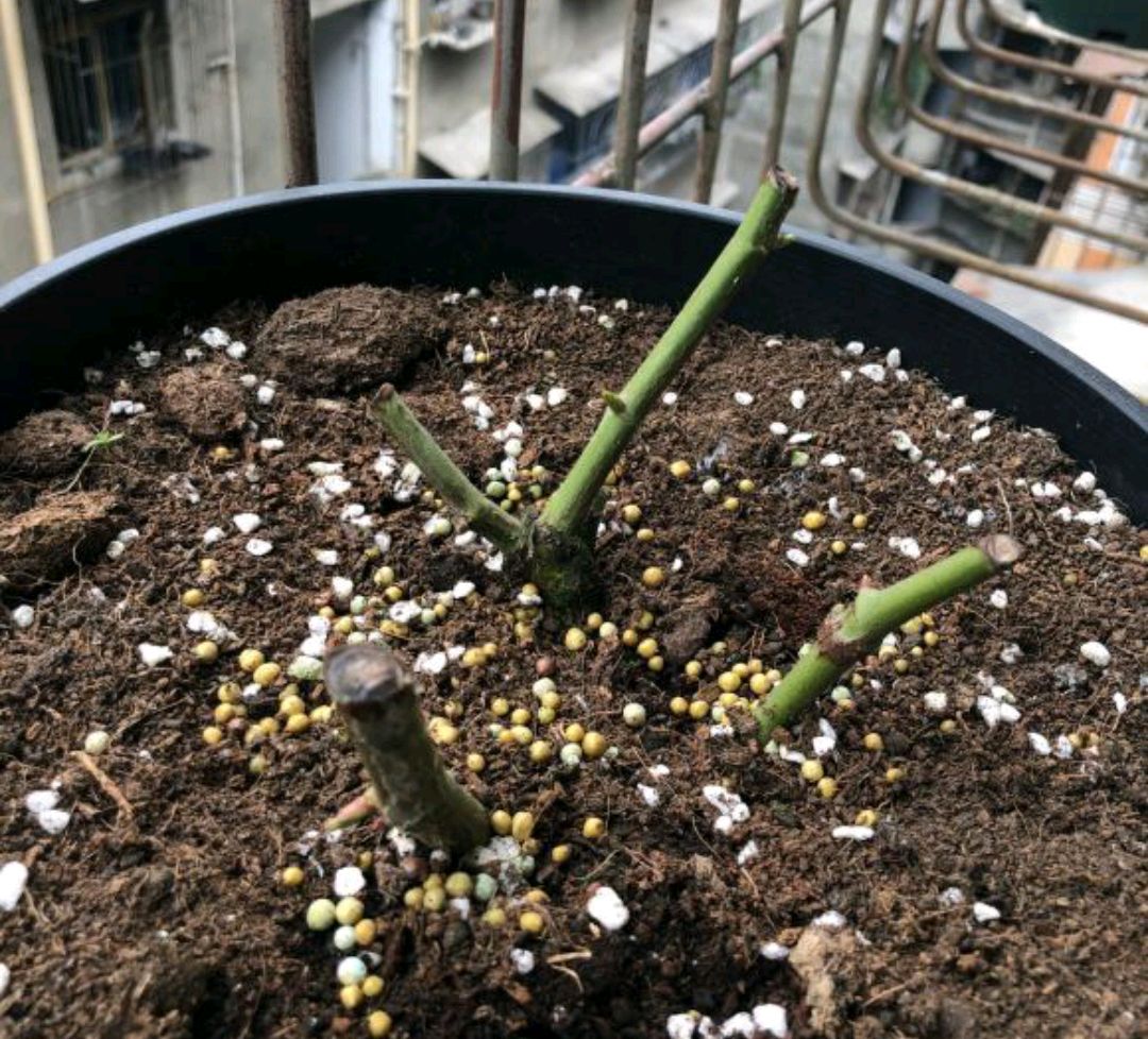 给月季换盆弄断毛细根,月季春天发芽后又枯萎了如何处理