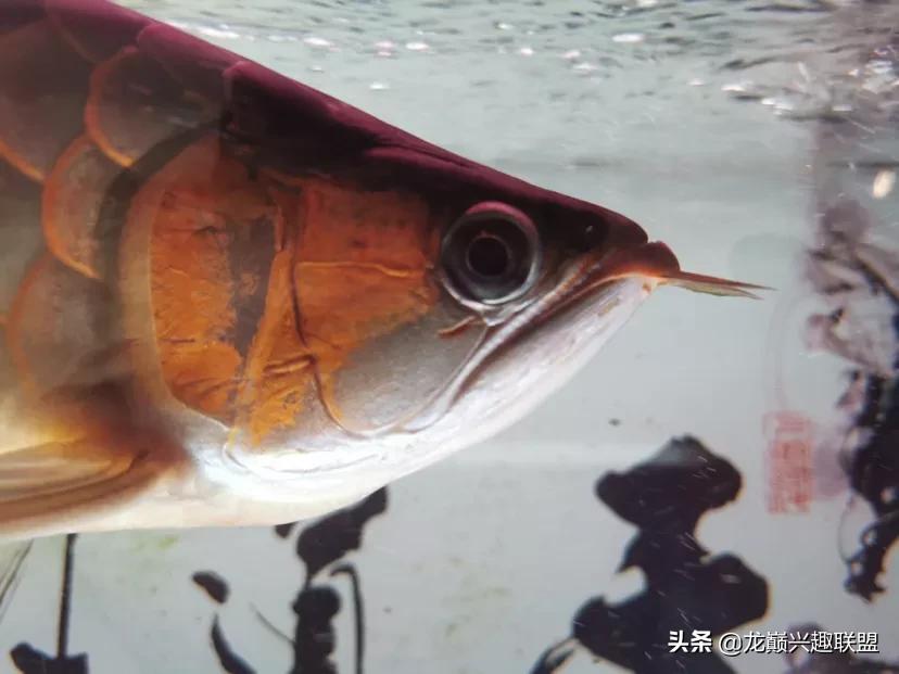 龙鱼兜嘴需不需要处理,龙鱼兜嘴怎么调理过来