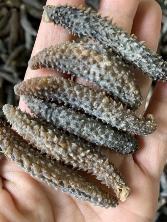 印尼黄金刺参和辽参区别,印尼努沙登加拉野生黄金刺参