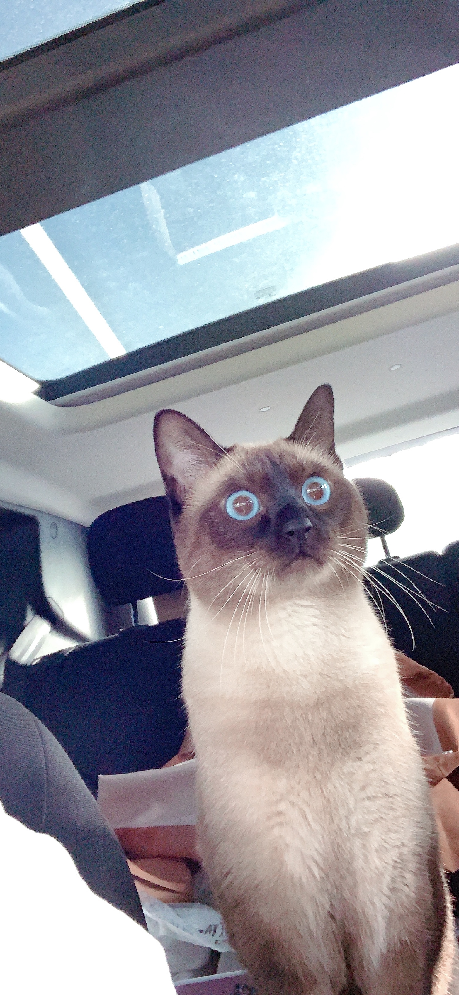 新手买猫该怎么说,新手买猫应该问什么问题