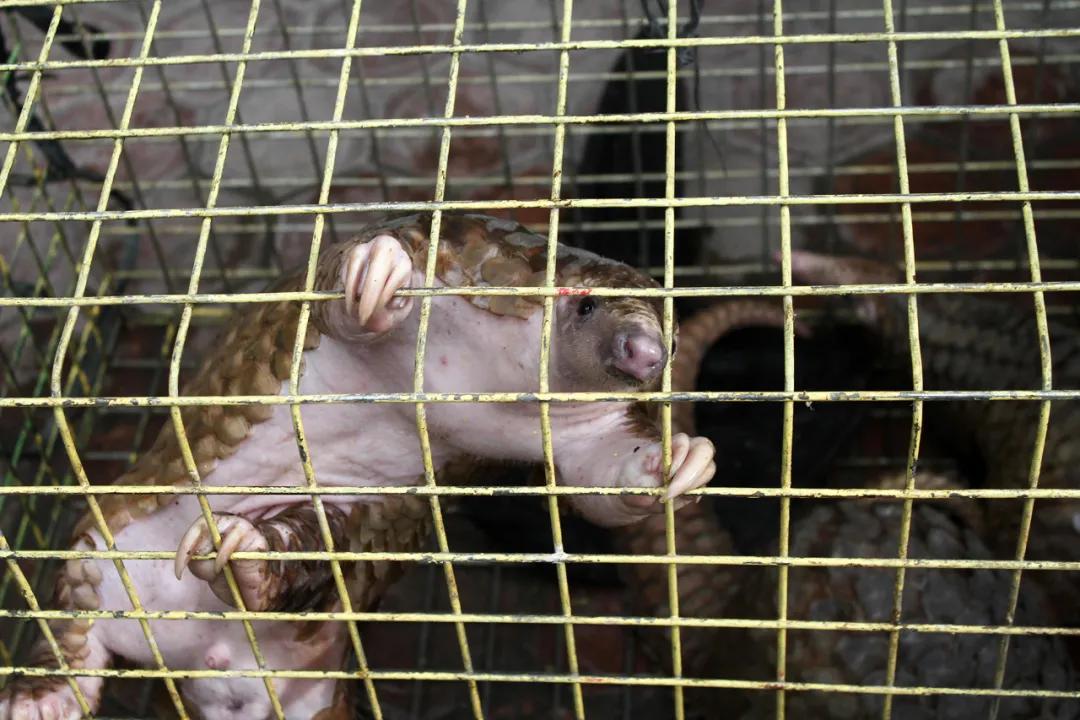 穿山甲除名是真的假的,穿山甲会被除名吗