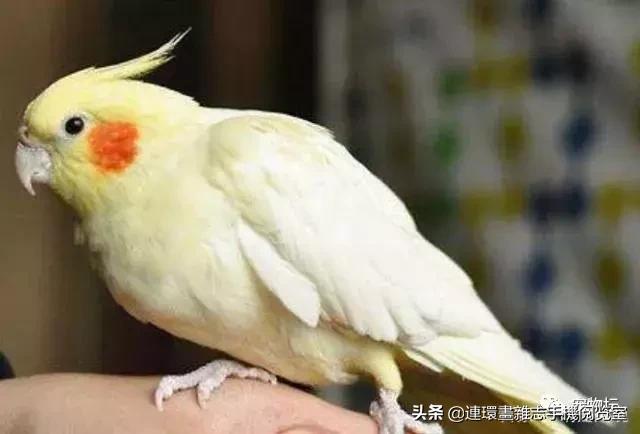 最好看的鹦鹉又好养又好看,最好看的鹦鹉是哪种鹦鹉