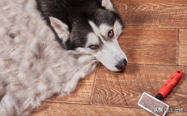 围巾掉毛很严重怎么办,毛绒围巾掉毛的处理方法