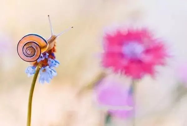 绝美花朵摄影佳作,波兰花朵摄影作品欣赏