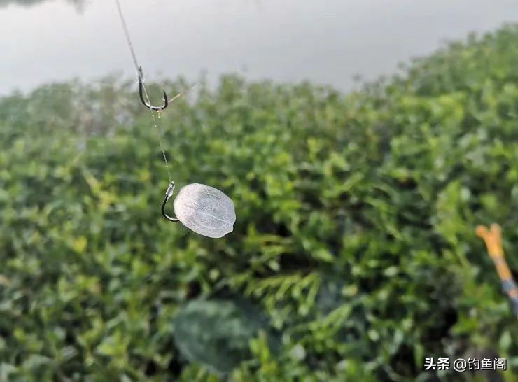 钓鱼圈也存在鄙视链？野钓黑坑吵得最凶，路亚在角落瑟瑟发抖