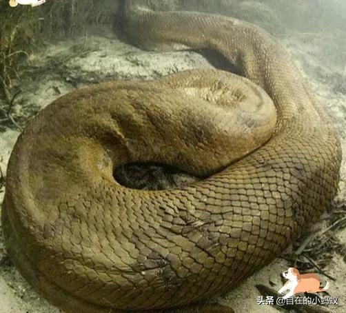 如何防止毒蛇靠近,毒蛇最怕什么毒蛇的克星是什么
