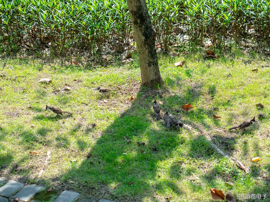 奥林巴斯e-m1markiii深度体验报告,m43卡口是ef吗