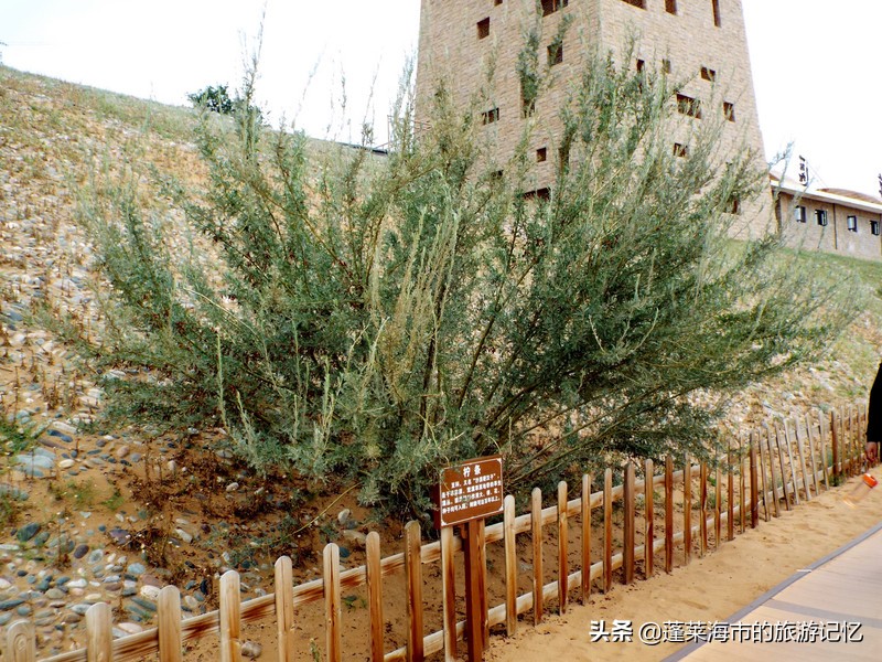 宁夏沙坡头旅游攻略,宁夏沙坡头游记