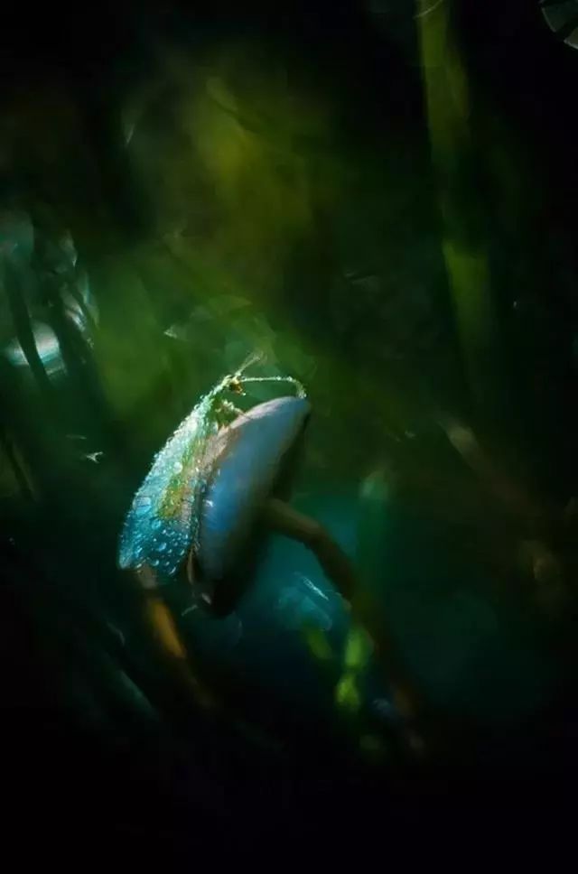 绝美花朵摄影佳作,波兰花朵摄影作品欣赏