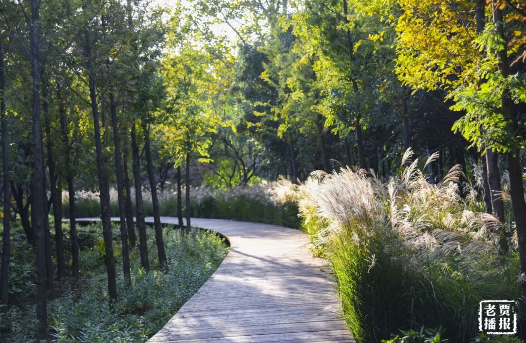 洛阳最新免费公园,洛阳公园免费