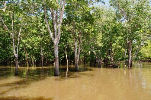 看起来是绿色天堂，实则是人类禁区的亚马逊雨林到底有多恐怖？