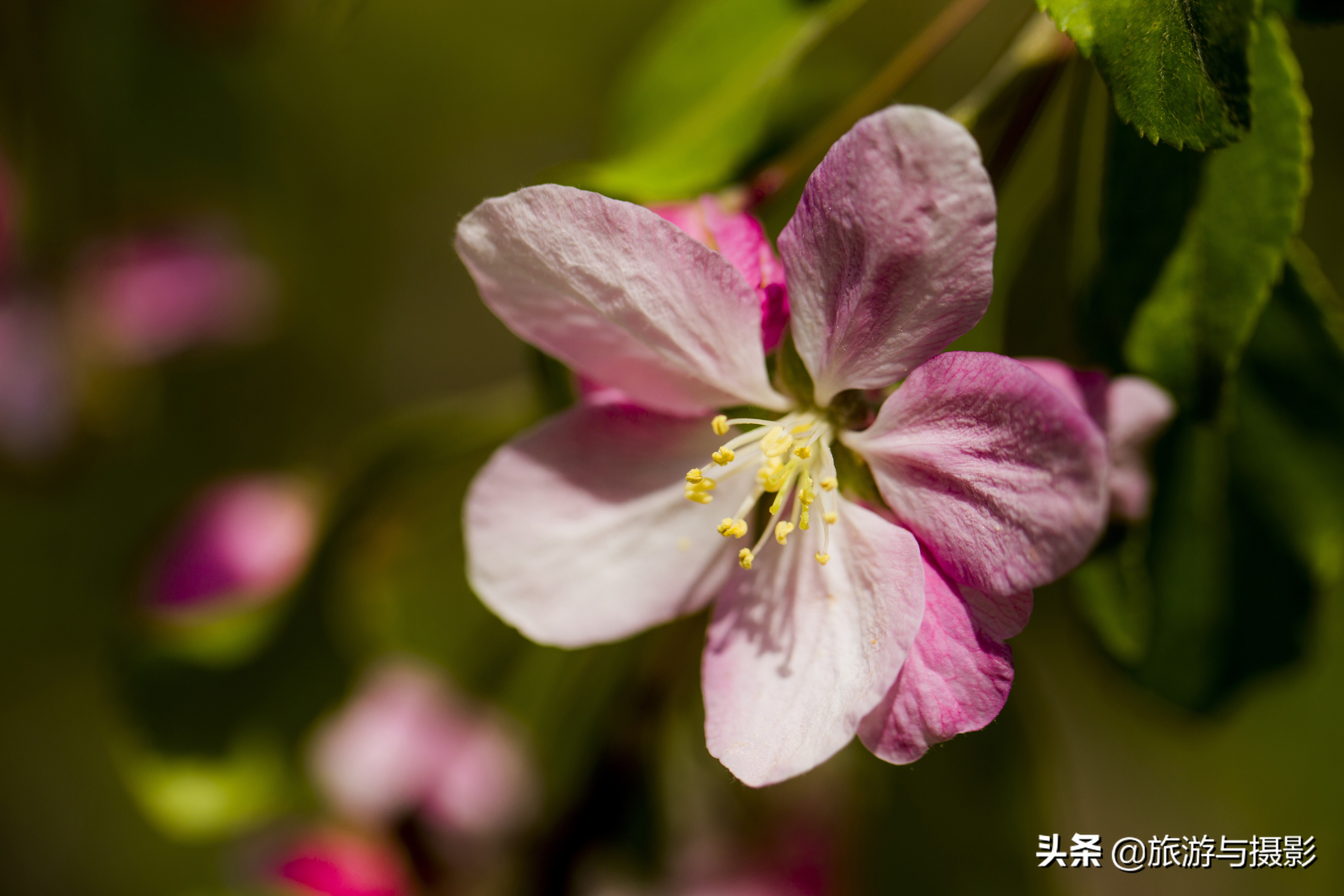 海棠花诗七绝,南宋海棠花图古诗