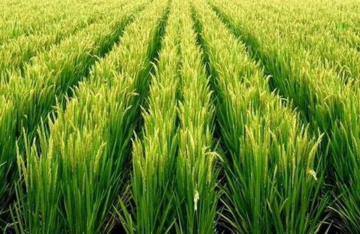 多效唑的使用方法及注意事项,多效唑能不能控旺多效唑