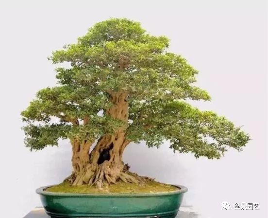 有哪些经典盆景树种,最值得收藏的六种盆景树种是哪些