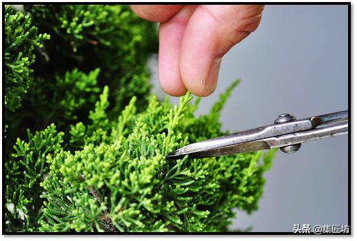 “选芽与摘芽”盆景树形稳定一半都靠它，盆景耐心与细心的试练