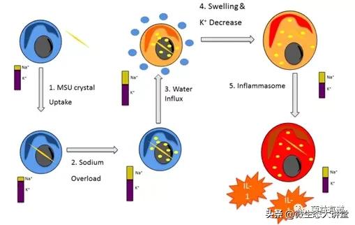 从禽痛风的原因和发病机制，看益生菌对痛风的作用