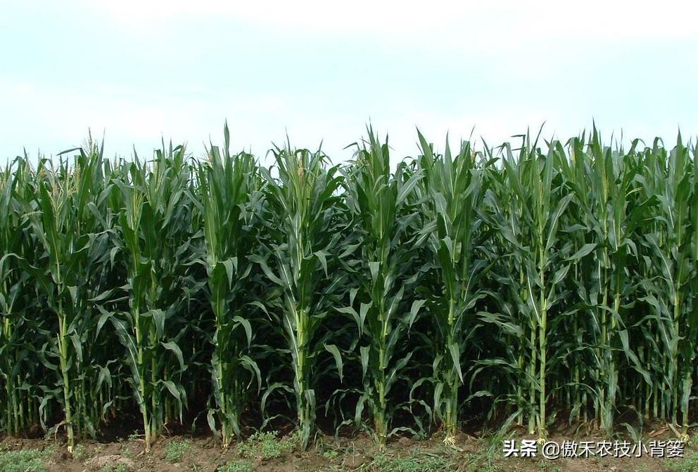 什么样玉米品种最好,山东十大高产玉米品种2019审定
