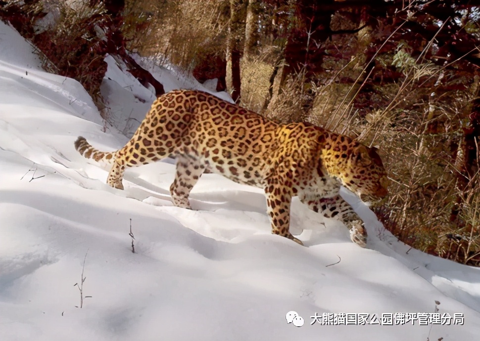 佛坪都有什么野生动物,周至佛坪野生动物