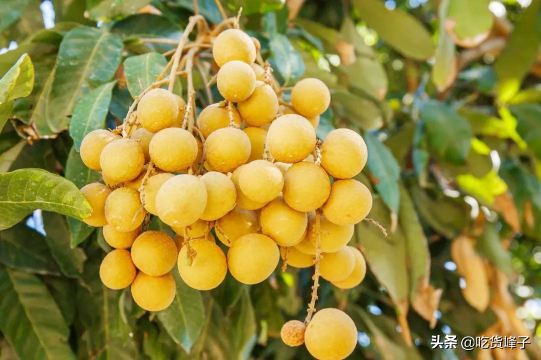 夏天，爱吃龙眼的要注意，牢记“四个一”，教你挑香甜多汁的龙眼