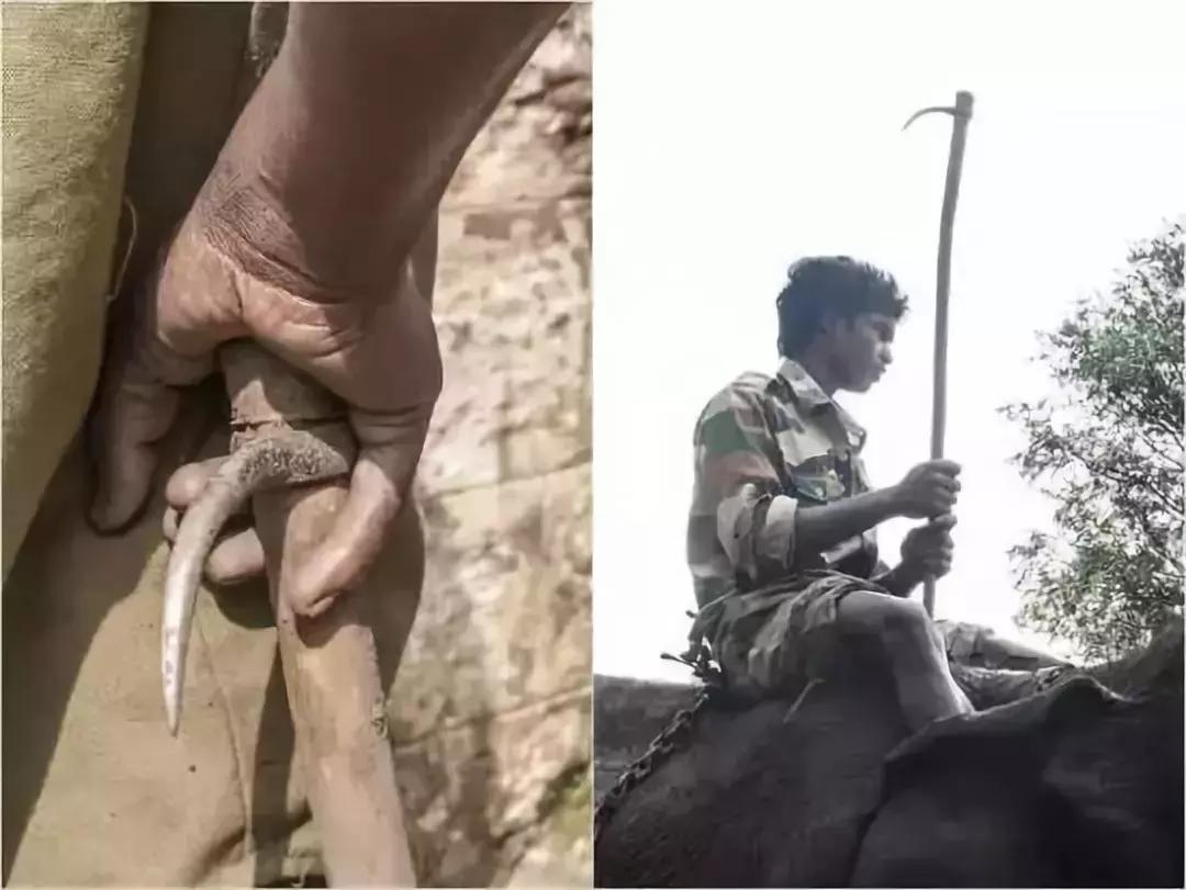 被囚34年取精，被迫亲手杀死爱子，最后只能挣扎着死去……