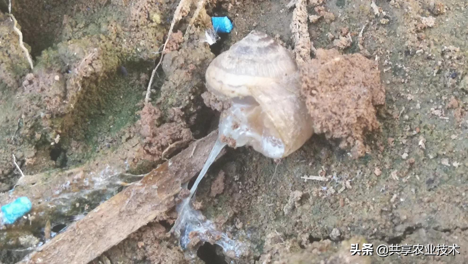 河北行唐:大姜地蜗牛治不治