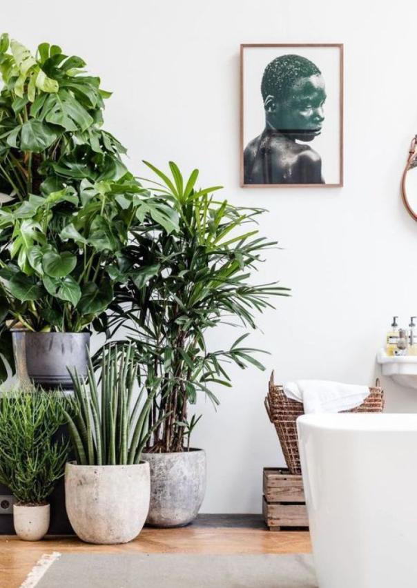 柠檬桂花茉莉花哪种可以驱蚊,室内盆栽植物带香桂花