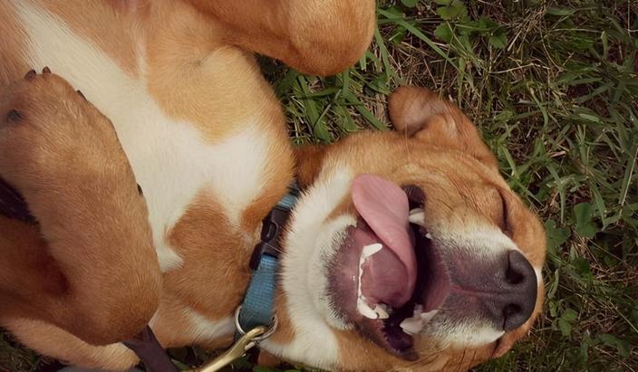 让狗狗伤心的8件事,对狗狗做哪7件事狗狗会更加高兴