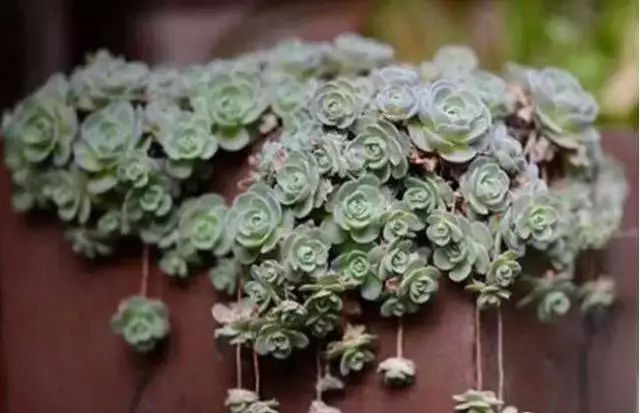 多肉早安图片大全,多肉大全100图