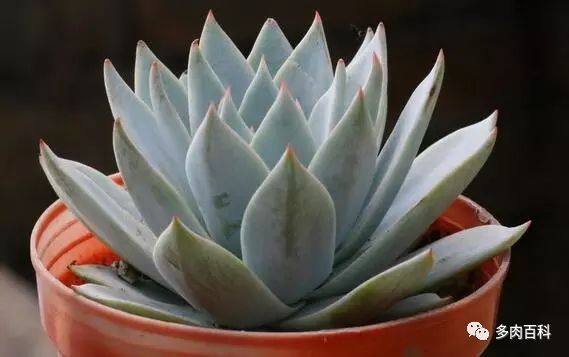 白凤多肉闷着了想化水怎么办,多肉植物为什么化水