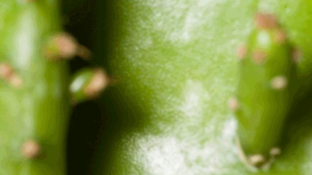 nisi超广角镜头测评,微距相机测评