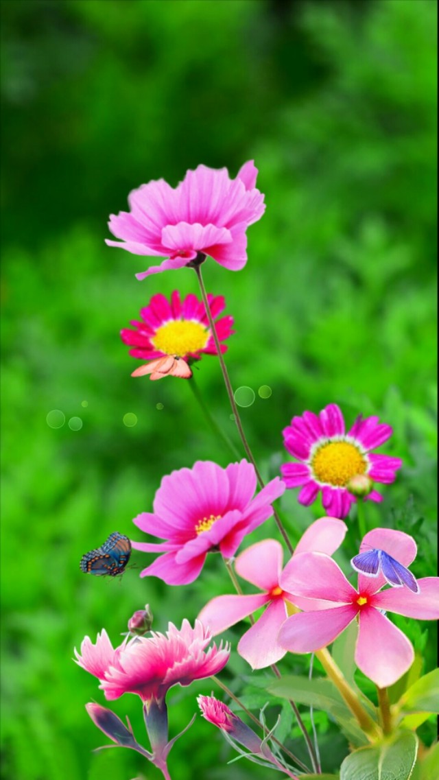 小清新花朵壁纸唯美文艺,唯美淡雅花朵风景图片壁纸