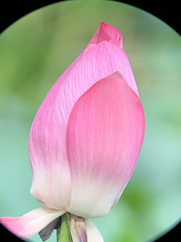 森林人单筒手机望远镜测试,iphonexr手机望远镜