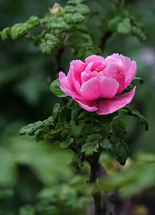 中国十大名花惊艳千年,中国十大名花美极了