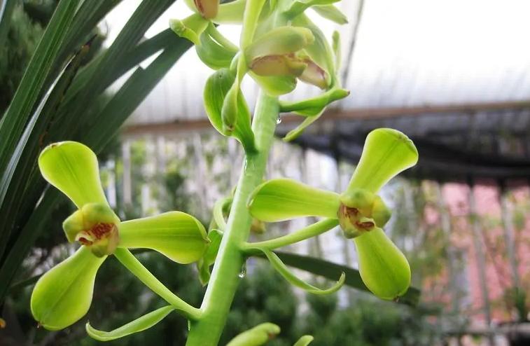 值得收藏的兰花品种有哪些图片,最好的兰花品种图片大全欣赏