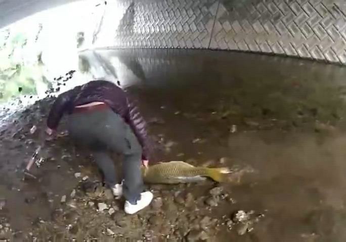 男子天桥底下钓鱼,男子桥下钓一条大鱼