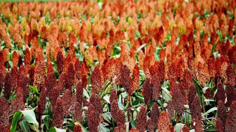 高粱酒为什么说高粱香玉米甜,为什么高粱酒的口感最好