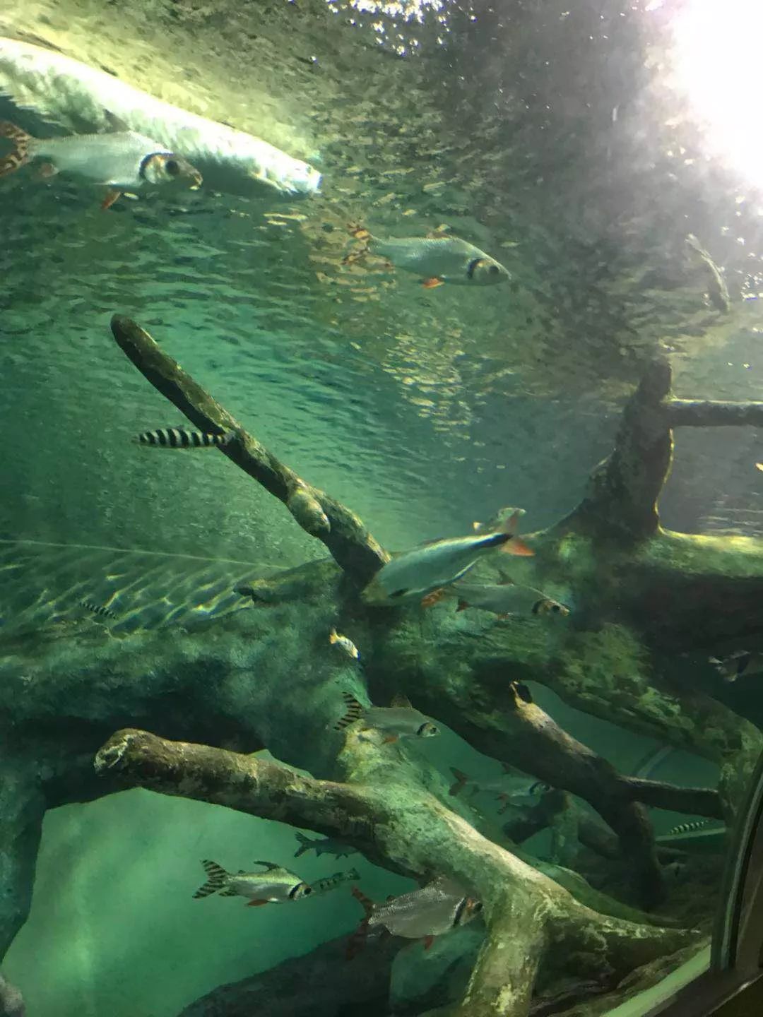 沛纳海潜水表哪个系列好,沛纳海潜水表评价