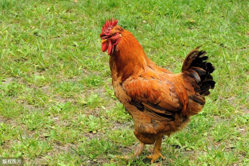 鸡开口呼吸是什么病,鸡张口喘气呼吸急促是什么原因