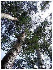 中药药材大全及功效,补肾中药大全及功效