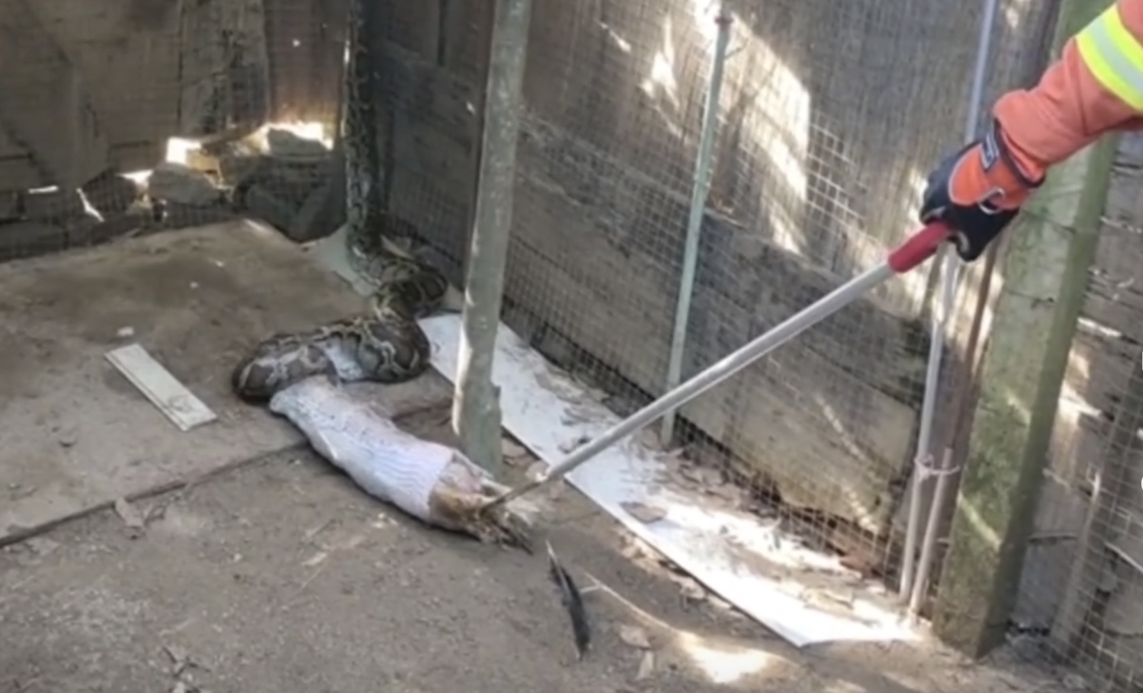 蟒蛇准备偷鸡吃被发现,巨大蟒蛇偷鸡被抓