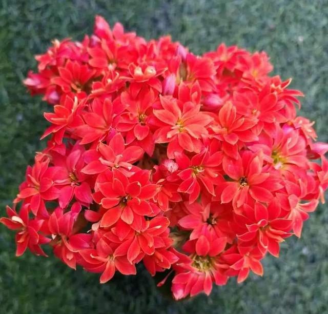 单瓣长寿花品种大全图,长寿花单瓣最好看的品种