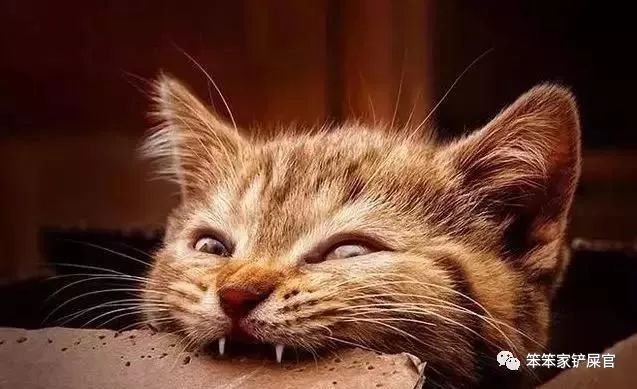 猫咪喜欢吃垃圾吃纸巾,猫咪异食癖撕咬纸箱