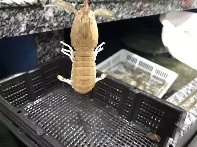 渤海当季海鲜推荐,中国渤海海鲜