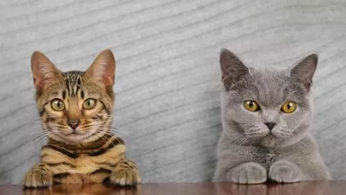 猫咪爱吃异物怎么办？如何纠正猫咪的异食症？