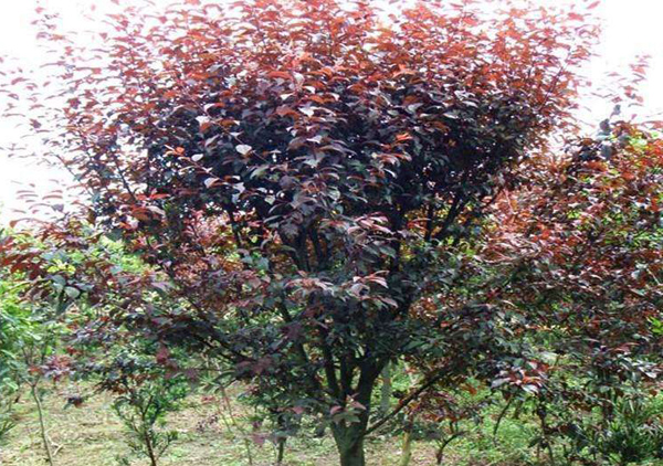 独杆红叶李丛生红叶李,种植红叶石楠的最佳时间