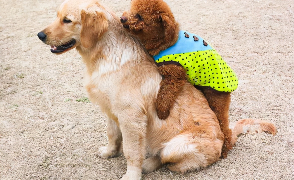 泰迪交配时,不要强行将它们分开,这样伤害很大