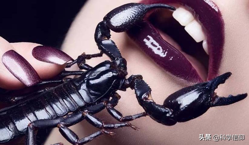 明明身带毒针，却偏偏喜爱使用蛮力，这就是蝎子