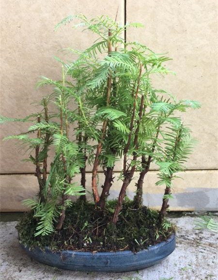 苹果盆景修剪技巧图解,新手也能学会的修剪盆景技巧